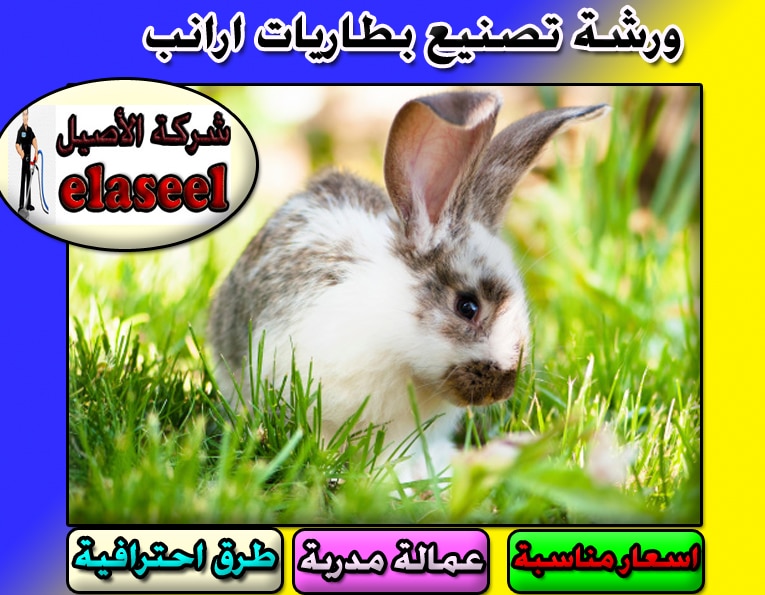 ورش تصنيع بطاريات الارانب