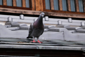 شركة مكافحة الحمام بجدة